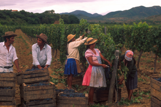 cosecha de viñedos